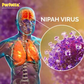 Virus Nipah có thể gây viêm hô hấp, viêm não dẫn đến tử vong